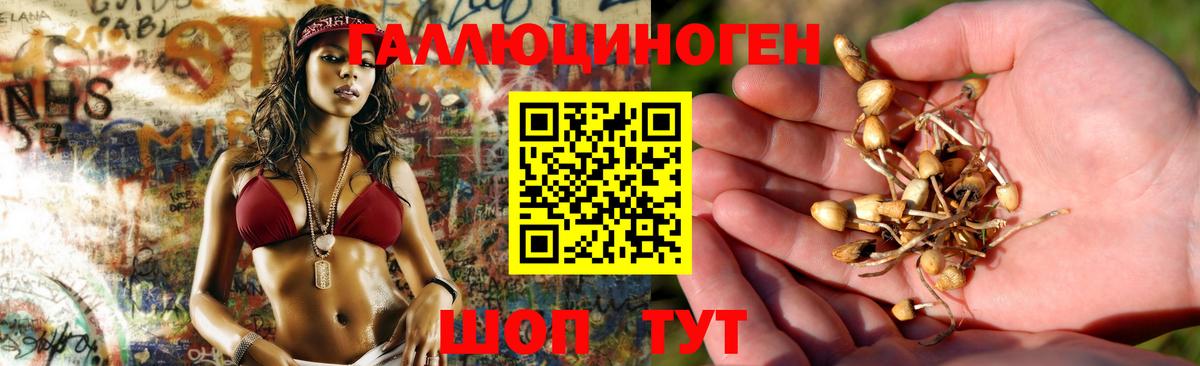 Карачаевск  Галлюциногенные грибы Psilocybine cubensis  Вход с VPN  Галлюциногенные грибы Cubensis 